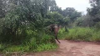 Safari Habarana Sri Lanka elephant [upl. by Neirbo]