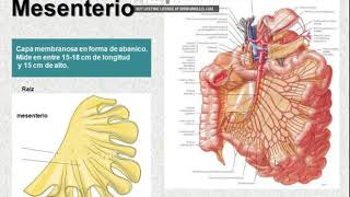 Anatomía de peritoneo [upl. by Schaffer]