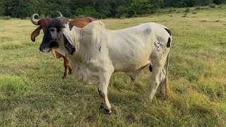 Toro gyr lechero se rifa hoy domingo 27 mira las novillas con embriones FIV GYR LECHERO como esta [upl. by Apurk14]