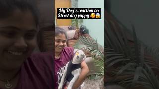 German shepherd reaction on street dog puppy🥰😱 shorts germanshepherd streetdog dogs [upl. by Lurlene]