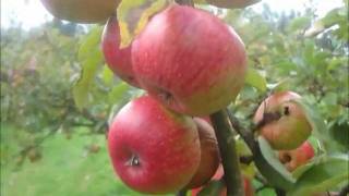 Heritage apple varieties [upl. by Elkin]