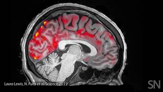 Blood flows out and cerebrospinal fluid flows into the sleeping brain  Science News [upl. by Laekim248]