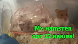 My 2 months hamster got twelve baby hamsters [upl. by Llerihs]