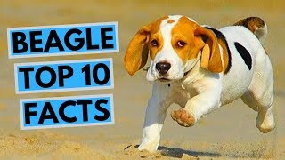 Beagle TOP  10 Interesting Facts [upl. by Sandberg868]