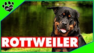 Top 10 Fun Facts About Rottweilers  Dogs 101 [upl. by Barker]