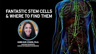 FANTASTIC STEM CELLS and Where to Find Them with Shiri GurCohen [upl. by Scherle]