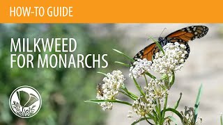 How to Plant Milkweed for Monarchs from Seed or Starter Plants [upl. by Bahe521]