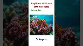 Mollusca phyllum mollusca [upl. by Gherlein744]