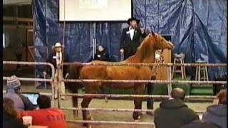 Polish Arabian Stallion  Horse Auction Meadow Wood Farms Snohomish WA  Miska 2002  3202011 [upl. by Laverne]