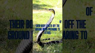 How far can cobras spit venom and the truth about them CobraVenom SpittingCobras SnakeFacts [upl. by Trudnak]