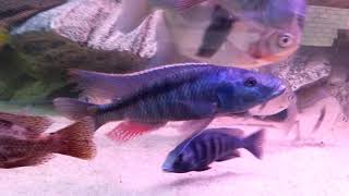 Champsochromis spilorhynchus [upl. by Konopka]