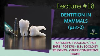 dentition in mammals part2 I ssb pgt zoology I BSc zoology I bilingual content odia amp english I [upl. by Harias900]