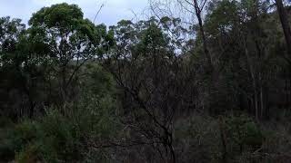 Yowie Sasquatch  Serpentine Falls P2 🎧 [upl. by Evangeline]