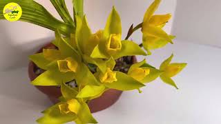 Lycaste aromatica in bloom and care tips [upl. by Jaeger]