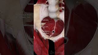 🌸 The Female Pelvic Floor Diaphragm A Vital Support System 🌸 [upl. by Llertnor]