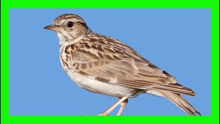 Woodlark Bird Song Call Chirp Sound  Alondra Totovía Canto  Lullula Arborea [upl. by Oimetra]