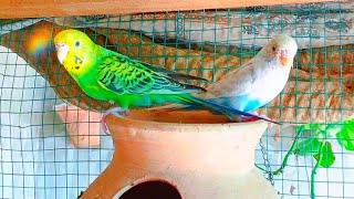 Parakeet Sounds 💖🦜  Happy Budgies Chirping amp Relaxing Birds 💤🎶 [upl. by Ynnol]