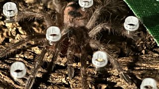 9̸ no 7 Tarantulas Unboxing and Housing video [upl. by Schmidt]