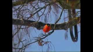 Domherre  Pyrrhula pyrrhula  Eurasian bullfinch  ljudsound [upl. by Elah829]