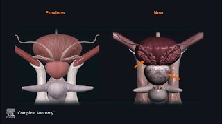 Male Pelvis How it started vs How it’s going  Complete Anatomy [upl. by Alekahs]