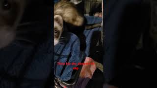 Its time for bed for the noodles ferretlove pets shortvideo [upl. by Ettelrats]