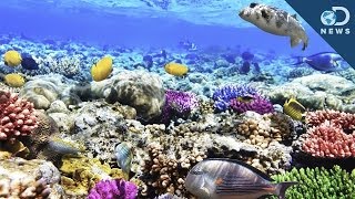 What Are Coral Reefs And Whats Their Purpose [upl. by Audsley]