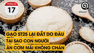 Gạo ST25 lại đắt do đâu Tại sao con người ăn cơm mãi không chán  TỔ BUÔN 247 17042024 [upl. by Elder48]