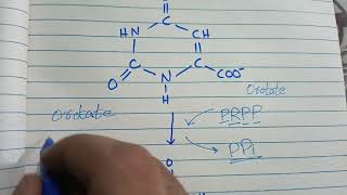 Pyrimidine biosynthesis in UrduHindi [upl. by Nipahc]