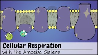 Cellular Respiration UPDATED [upl. by Woolley99]