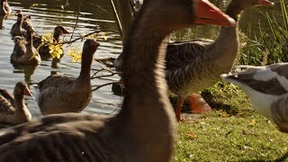 Geese parade in Saint Nazaire France goose parade saintnazaire EOS EOSM Magic Lantern raw [upl. by Arv871]