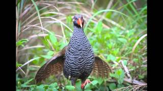 Birds of Okinawa  Okinawa Nature Photography [upl. by Retloc]