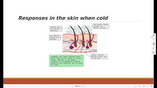 Vasoconstriction and Vasodilation [upl. by Norrek772]