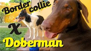 Doberman Vs border collie [upl. by Ezitram251]