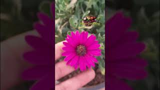 Osteospermum Purple Flower Short Video 1 Min [upl. by Packston]