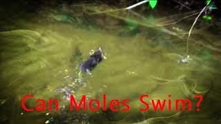 Are Moles Natural Swimmers [upl. by Anauqcaj]