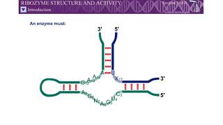 Animation Ribozyme Structure and Activity Molecular Biology of the Gene SD LIFE SCIENCE [upl. by Gilbye607]