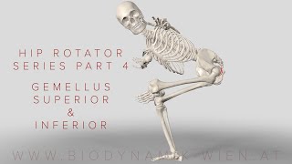 Hip Rotator Series Part 4 Gemellus Superior amp Inferior 3D Animation [upl. by Saduj]