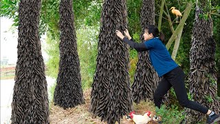 AMAZING  Harvest Soapberry Go to sell  Wonderful fruit in the deep forest  UR Lý Tiểu Luyến [upl. by Acimad]