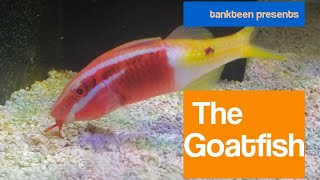 The Goatfish [upl. by Leummas]