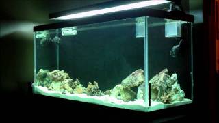 90 Gallon Reef Tank Build  Start up  Update 4 [upl. by Nageem]