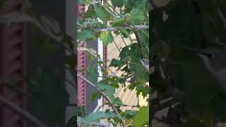 Praying Mantis VS Hummingbird [upl. by Mercedes240]