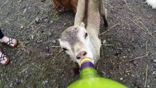 Un chevreau boit dune bouteille [upl. by Ilak]