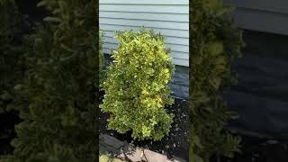 Golden Euonymus  moderate to fast growing evergreen shrub [upl. by Henrique]