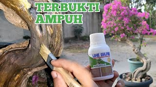 CARA PEMAKAIAN LIME SULFUR UNTUK MENGAWETKAN BATANG BOUGENVILLE YANG KERING [upl. by Aneram]