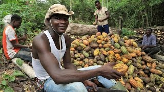 Cacao la filière gourmande [upl. by Ybor]