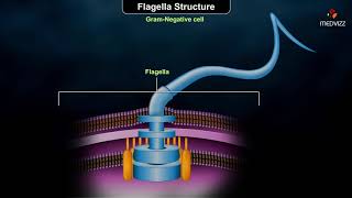 Flagellar structure  Grampositive and Gramnegative cells [upl. by Annoit]