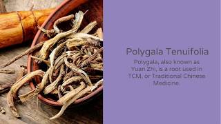 The Top Benefits of Polygala tenuifolia  Nootropics Depot [upl. by Atkins]