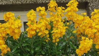 How To Grow Wallflowers as Perennials [upl. by Ha352]