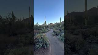 Saguaro National Park [upl. by Goldfinch]