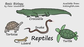 Reptiles by Peter Weatherall [upl. by Lowe993]